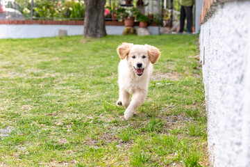 golden retriver 3 mesi