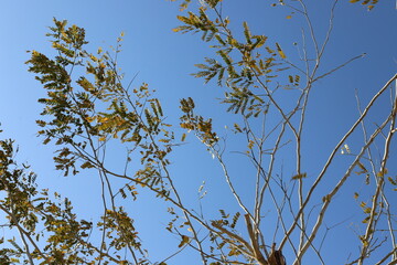 A branch of a tall tree against the blue sky.