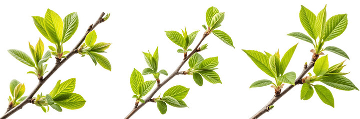 Fototapeta premium Fresh green blades of grass, an isolated plant with delicate leaves against a white background, capture the essence of spring's vibrant growth