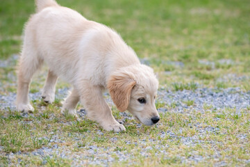 golden retriver 3 mesi