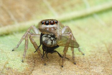 A jumping spider with distinctive large eyes is clutching its fly prey on a textured surface, 01 Mei 2025 Indonesia