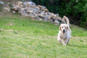 golden retriver 3 mesi