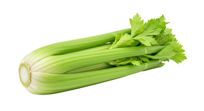 Isolated Fresh celery stalk