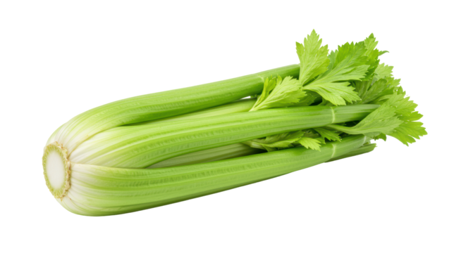 Isolated Fresh celery stalk