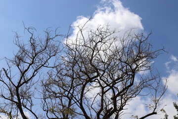 A branch of a tall tree against the blue sky.