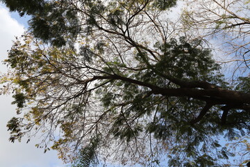 A branch of a tall tree against the blue sky.