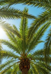Fototapeta premium Palm Tree Under Blue Sky