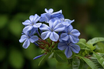 Blue Plumbago Flower Blossom