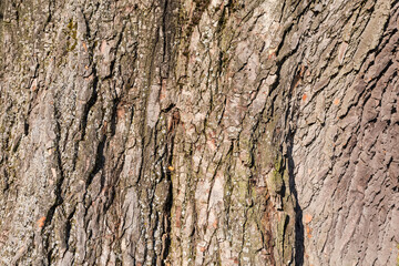 Part of the trunk of old black poplar close-up