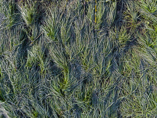 Meadow with lying long leaf grass covered with frost