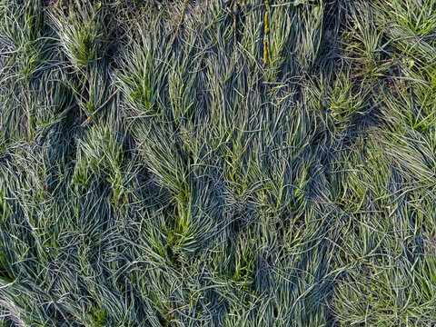 Meadow with lying long leaf grass covered with frost