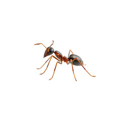 Realistic depiction of an ant on a transparent background