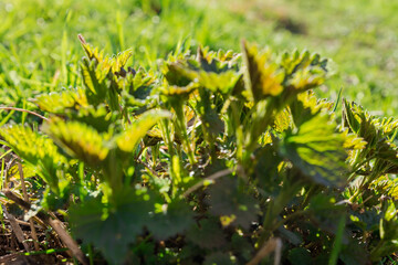 Bush of young stinging nettle backlit, bottom view, selective focus