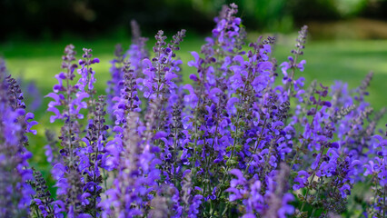 A beautiful close-up of vibrant purple salvia flowers blooming in a garden during spring or summer. 