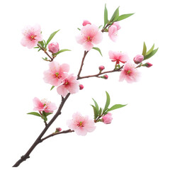 Obraz premium Delicate Pink Peach Blossoms Branch Isolated on White Background