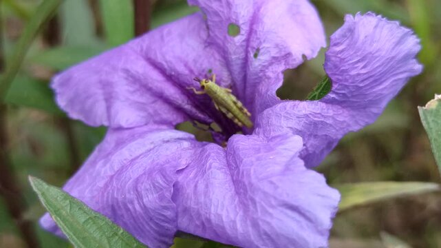 small grasshopper on flower