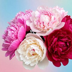 peonies, flowers close-up