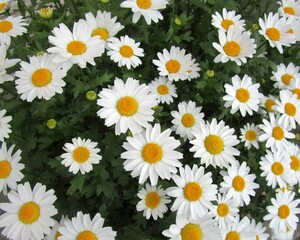 ノースポール（クリサンセマム）の花のアップ