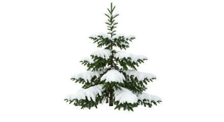 Isolated Snowy Pine Tree