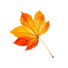Vibrant Orange and Yellow Maple Leaf in Autumn