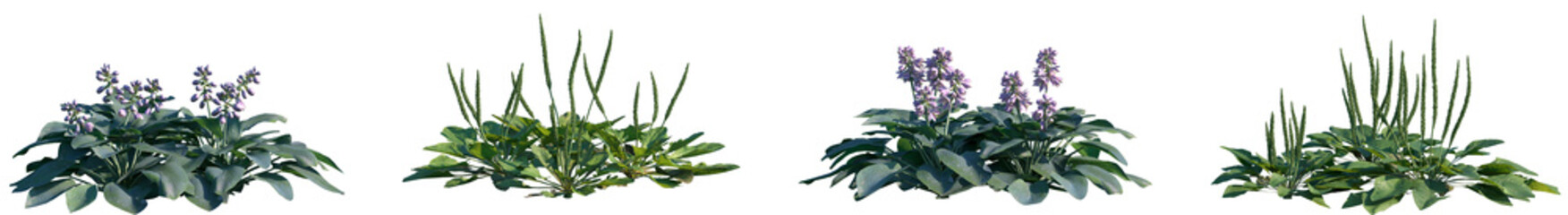 Set of 2 Hosta Blue Mouse Ears and 2 Plantago major frontal isolated png on a transparent...