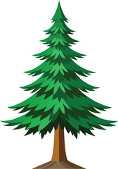 Spruce tree Vector 