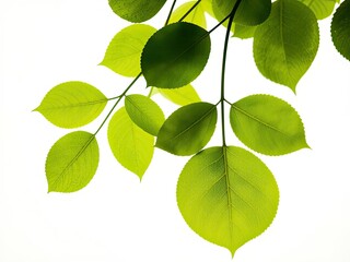 Obraz premium Fresh Green Leaves on Pristine White Background