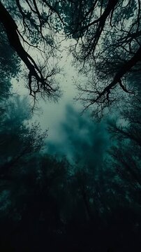 Dark Teal Forest Canopy Viewed From Below