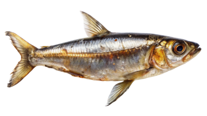 Isolated fresh herring fish displayed on black background in a close up view