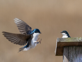 In flight photo of a Tree Swallow about to land on a nest box where its mate is already sitting on the lid