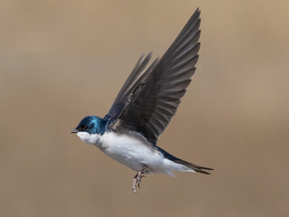 An in flight photo of a Tree Swallow with wings spread and raised, and its beak open