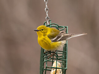 A close up of a very bright yellow Pine Warbler perched upon a suet block bird feeder from which it had been feeding