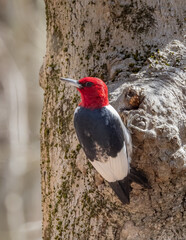 An immature Red-headed Woodpecker perched on a tree trunk and showing the few remaining pale back feathers yet to be molted