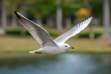 Fototapeta premium Seagull Flying Over Water