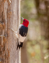 An immature Red-headed Woodpecker perched on a tree trunk and showing the few remaining pale back feathers yet to be molted