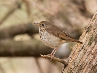 A full profile view of a Hermit Thrush sitting out on the tip of a small broken branch