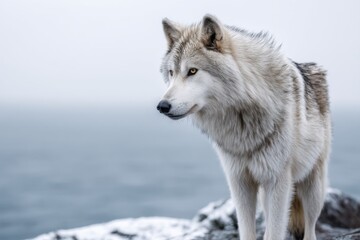 Naklejka premium Majestic white wolf stands on rocky terrain overlooking a serene body of water, embodying the wild spirit of nature and the beauty of untamed wildlife