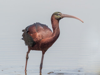 A close up of a Glossy Ibis walking in water towards the camera