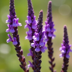 Close-up of wild horsewhip plant with vibrant purple flowers in natural setting, plant, purple