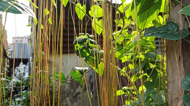 Tinospora cordifolia in the garden