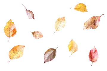 Beautiful autumn leaves collection image available as transparent PNG isolated on white background