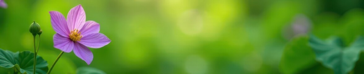 Delicate purple bean blossom in vibrant green garden ,  purple flower,  high resolution