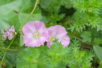 Field bindweed or Convolvulus arvensis or European bindweed or Creeping Jenny with open flowers surrounded with dense green leaves, closeup of Field bindweed flower