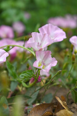 Field bindweed or Convolvulus arvensis or European bindweed or Creeping Jenny with open flowers surrounded with dense green leaves, closeup of Field bindweed flower