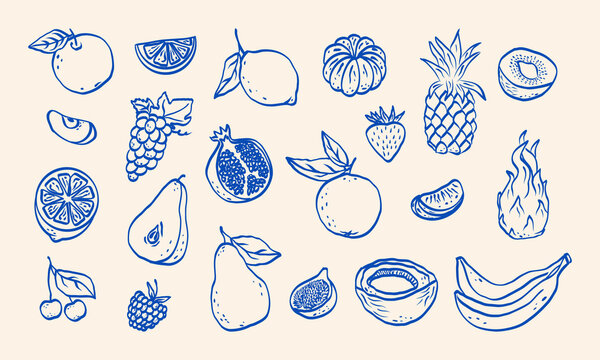 Minimalist hand drawn sketch fruits vector illustration. Natural tropical fruits. Dragon fruit, pineapple, coconut, citrus, banana, fig, apple, grape, lemon, banana, pomegranate, fig, strawberry.