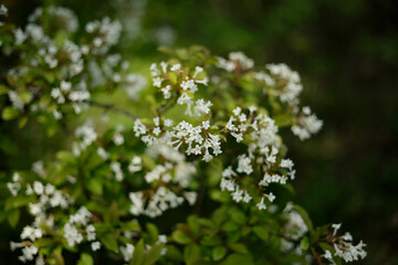Blooming viburnum on a sunny day in the botanical garden