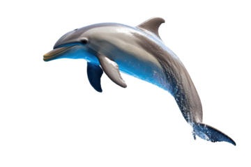 A joyful dolphin image to enhance ocean themes with clean transparent background design support