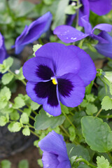 Spring flowers Viola in violet Black color - favorite ornamental plant flowering in the spring,...