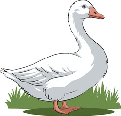 A white goose standing on green grass