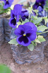 Spring flowers Viola in violet Black color - favorite ornamental plant flowering in the spring,...